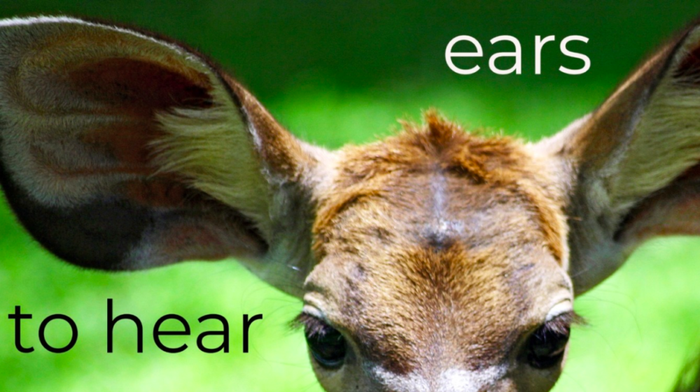 Ears To Hear